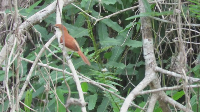Red-and-white Spinetail - ML221188001