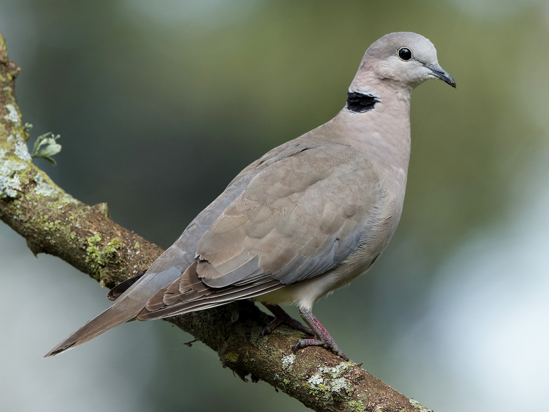 Ring-necked Dove - eBird