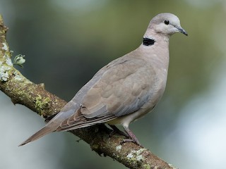  - Ring-necked Dove