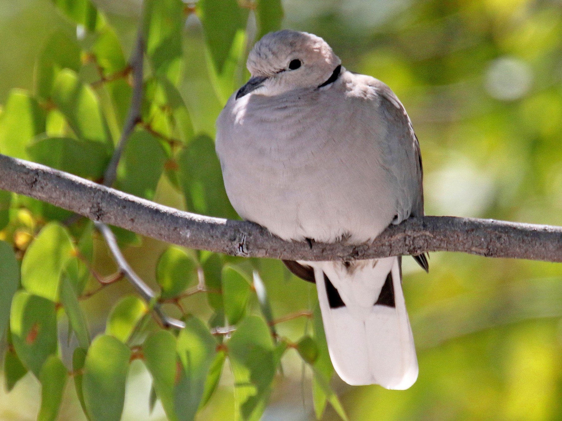 Ring-necked Dove - Stephen Gast