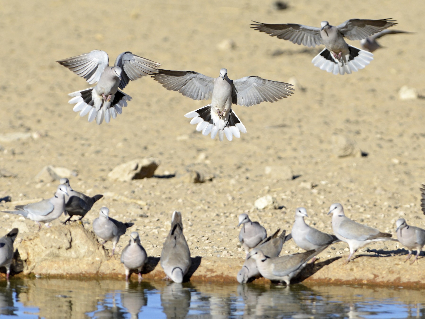 Ring-necked Dove - Tom Heijnen