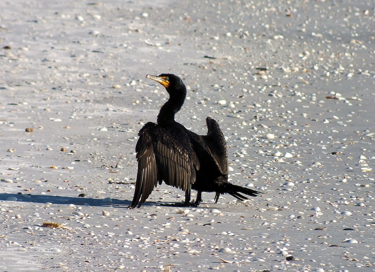 Double-crested Cormorant - Francis Pease