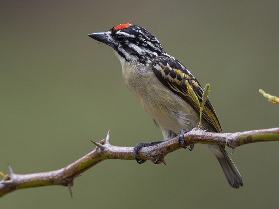 Red-fronted Tinkerbird - Niall D Perrins