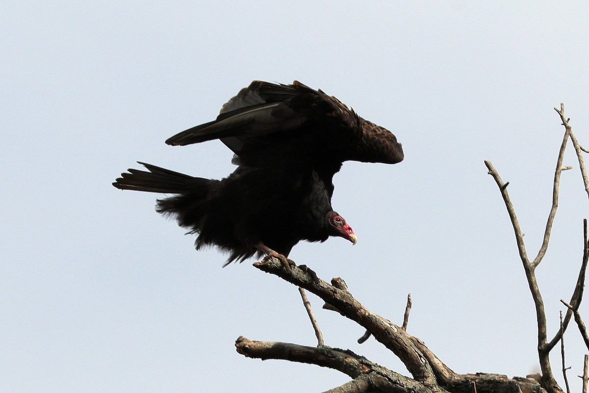 Turkey Vulture - Larry M. Novak