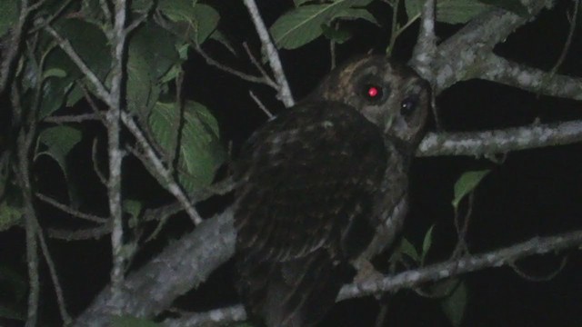 Rufous-banded Owl - ML221191921