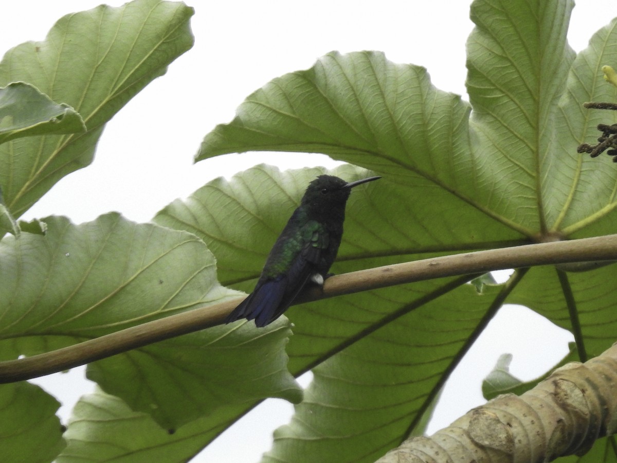 Steely-vented Hummingbird - Sebastián Pardo