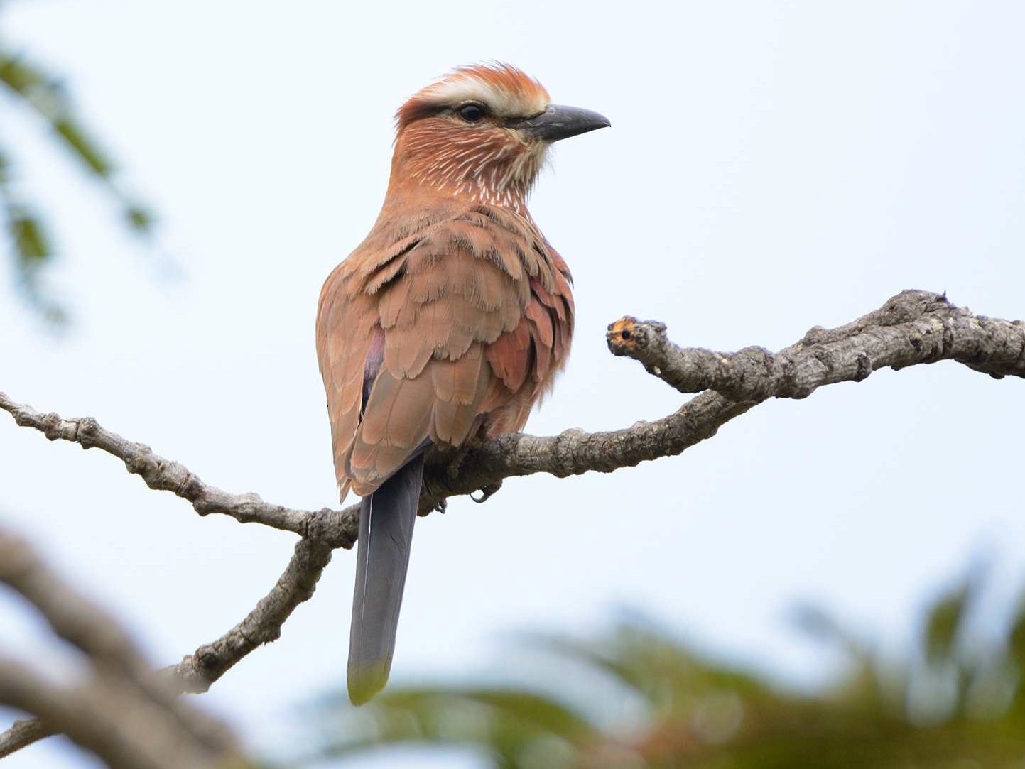 Rufous-crowned Roller - Eric francois Roualet