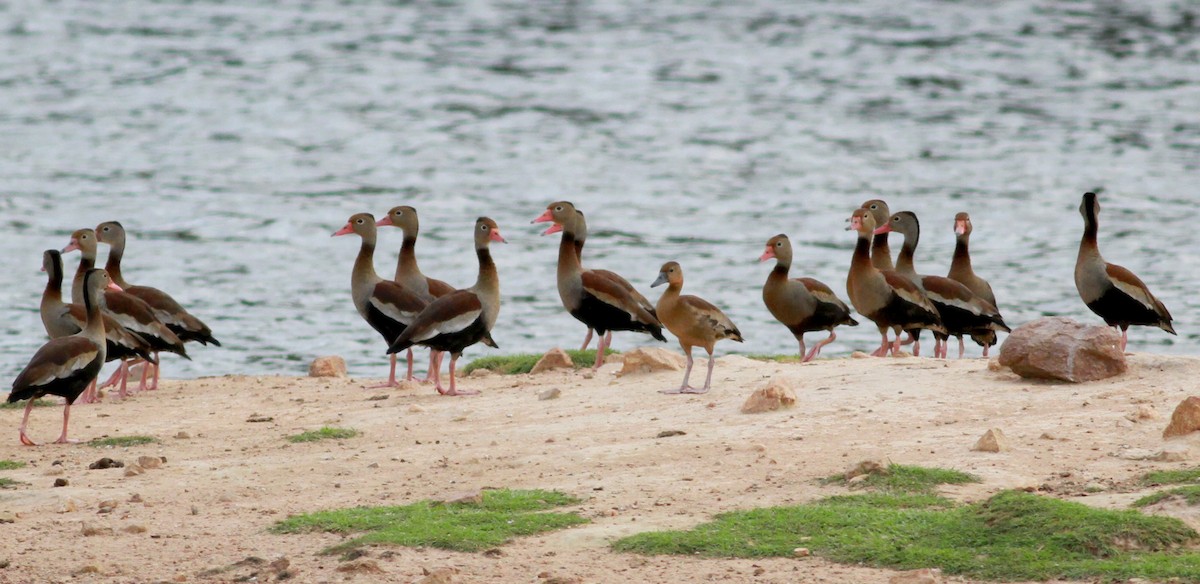 Black-bellied Whistling-Duck (autumnalis) - ML22119451