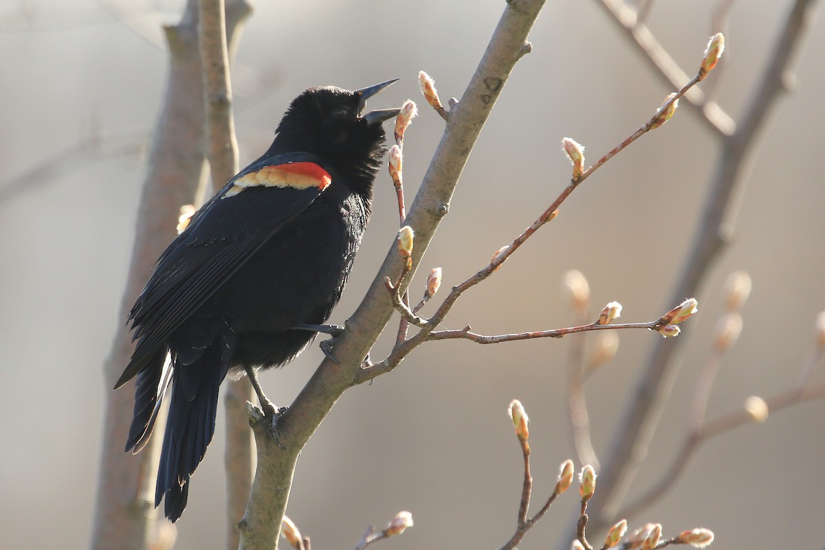 Red-winged Blackbird (Red-winged) - Tim Lenz