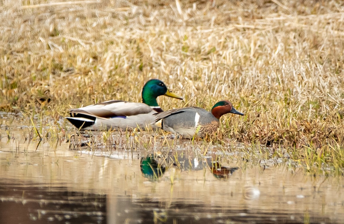 Green-winged Teal - ML221195651