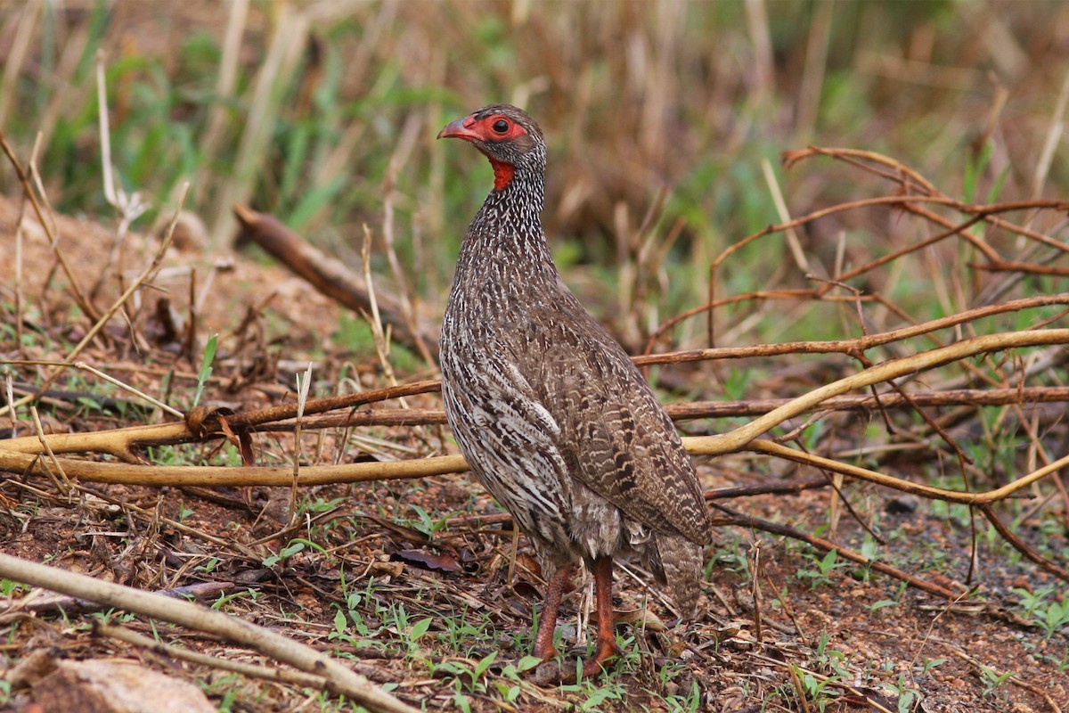 Red-necked Spurfowl - ML22119921