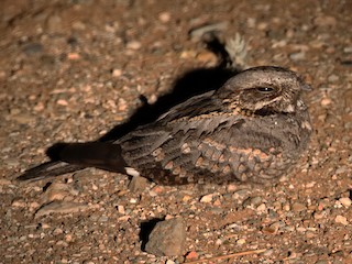  - Rufous-cheeked Nightjar