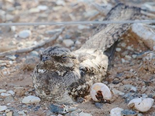  - Rufous-cheeked Nightjar