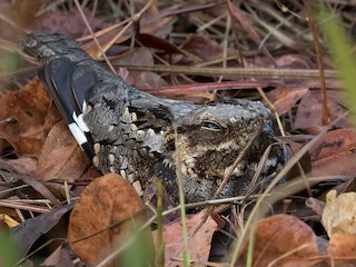 - Rufous-cheeked Nightjar