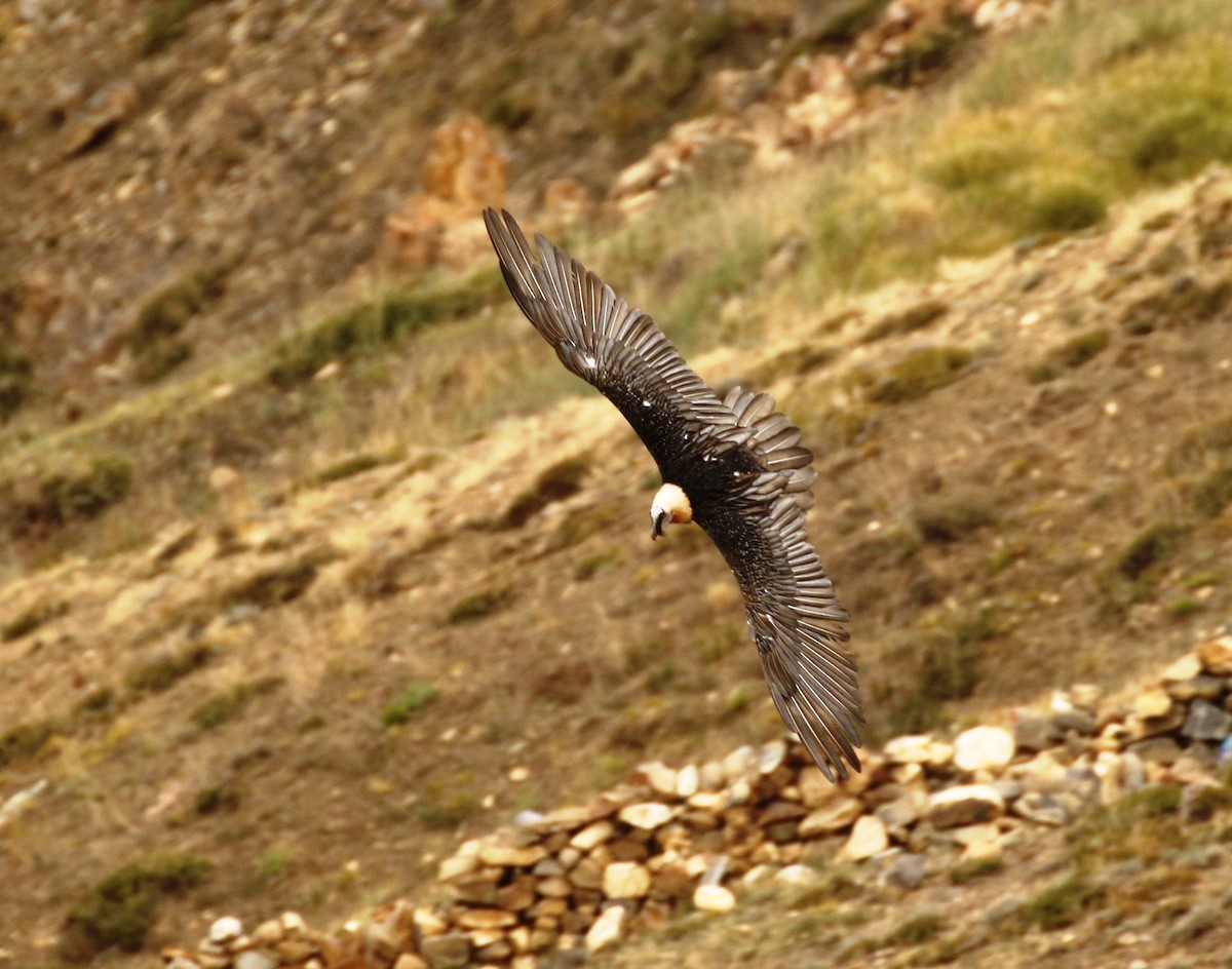 Bearded Vulture - Nayana Amin