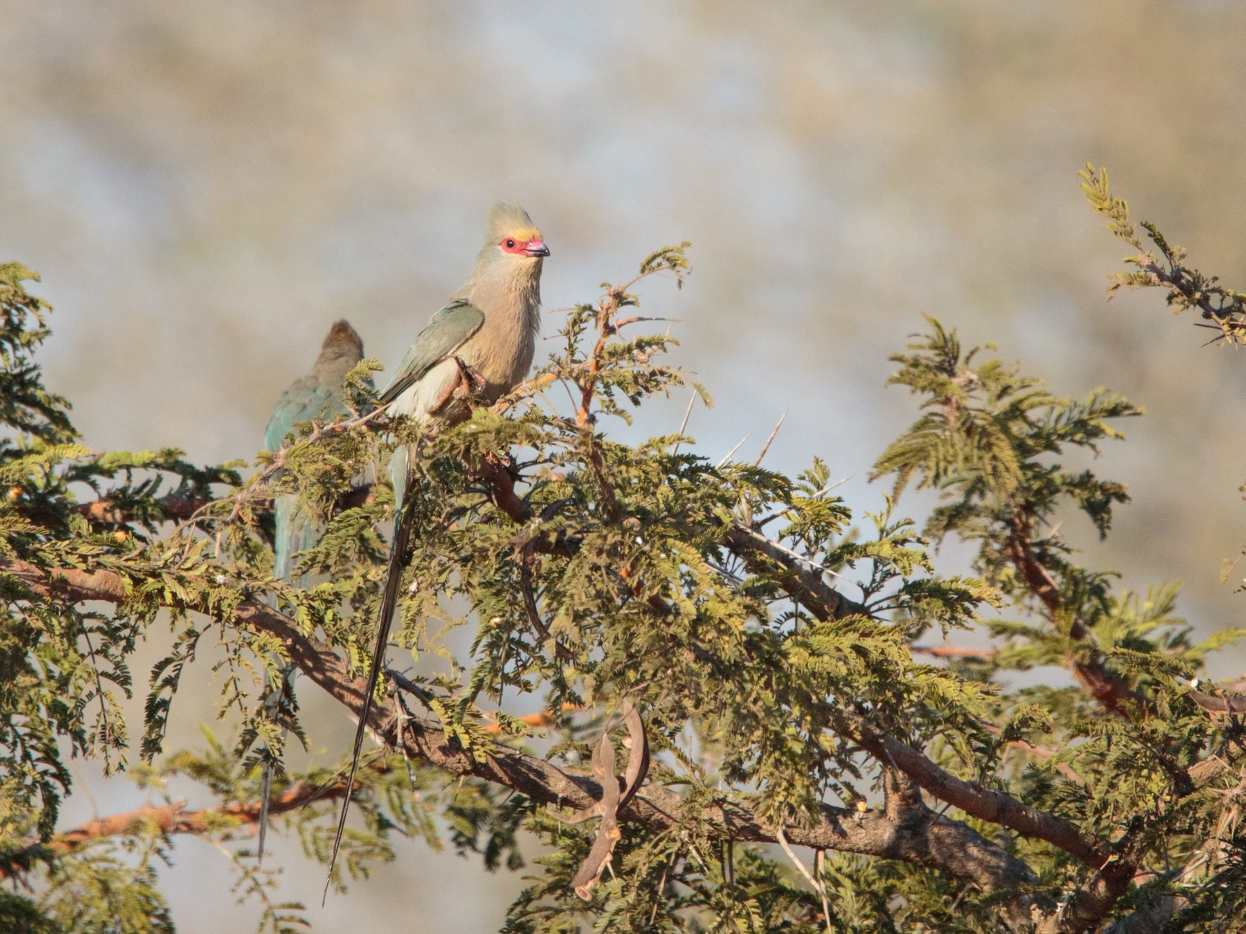 Red-faced Mousebird - Alistair Walsh