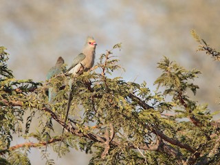 Red-faced Mousebird - eBird