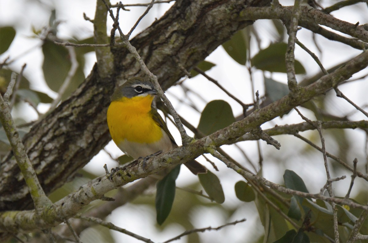 Yellow-breasted Chat - ML221203401