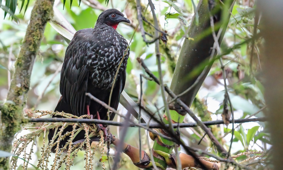 Crested Guan - ML221205351