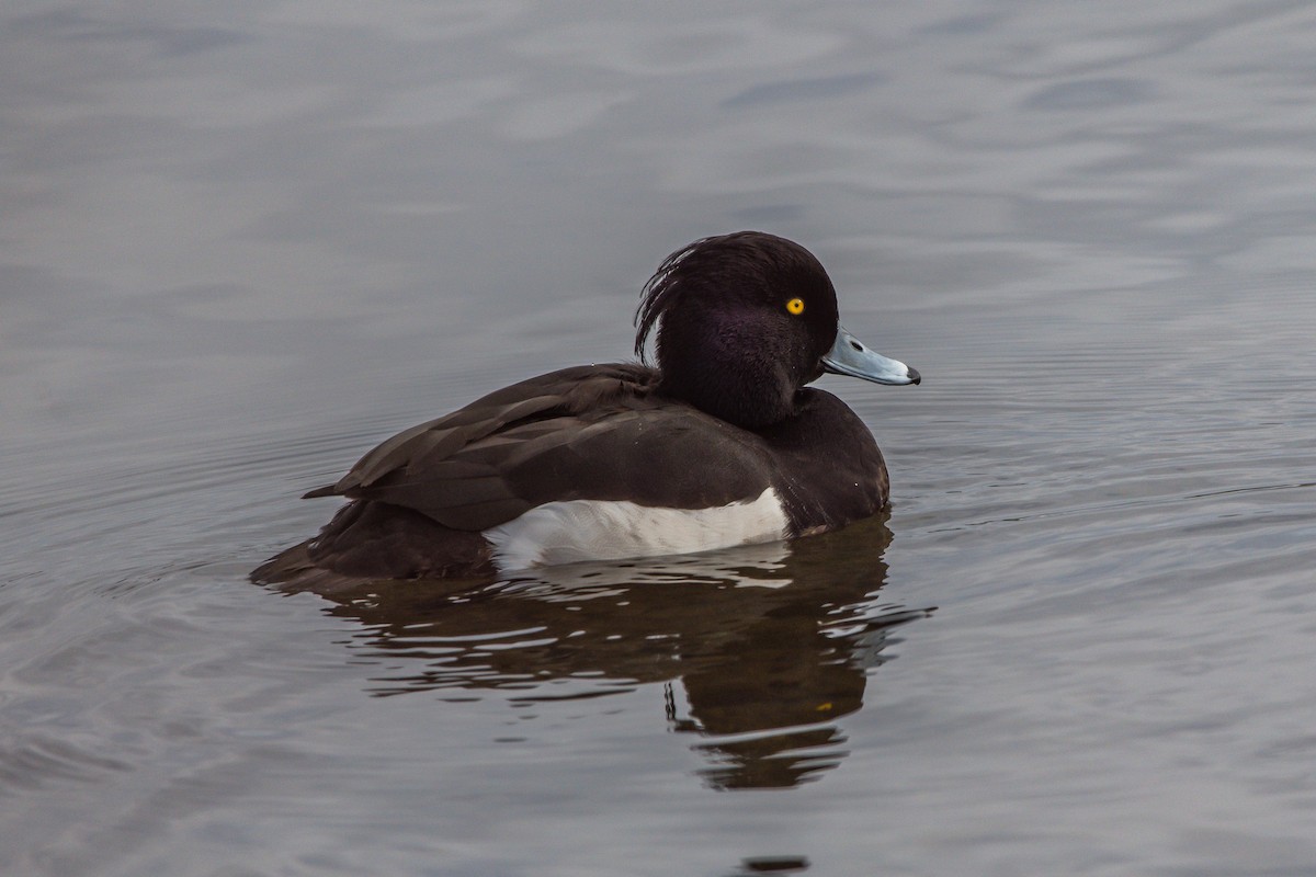 Tufted Duck - ML221206491