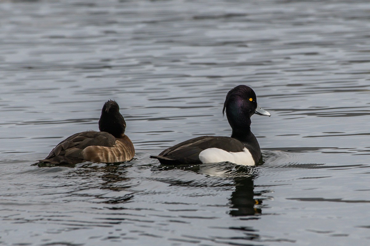 Tufted Duck - ML221207181
