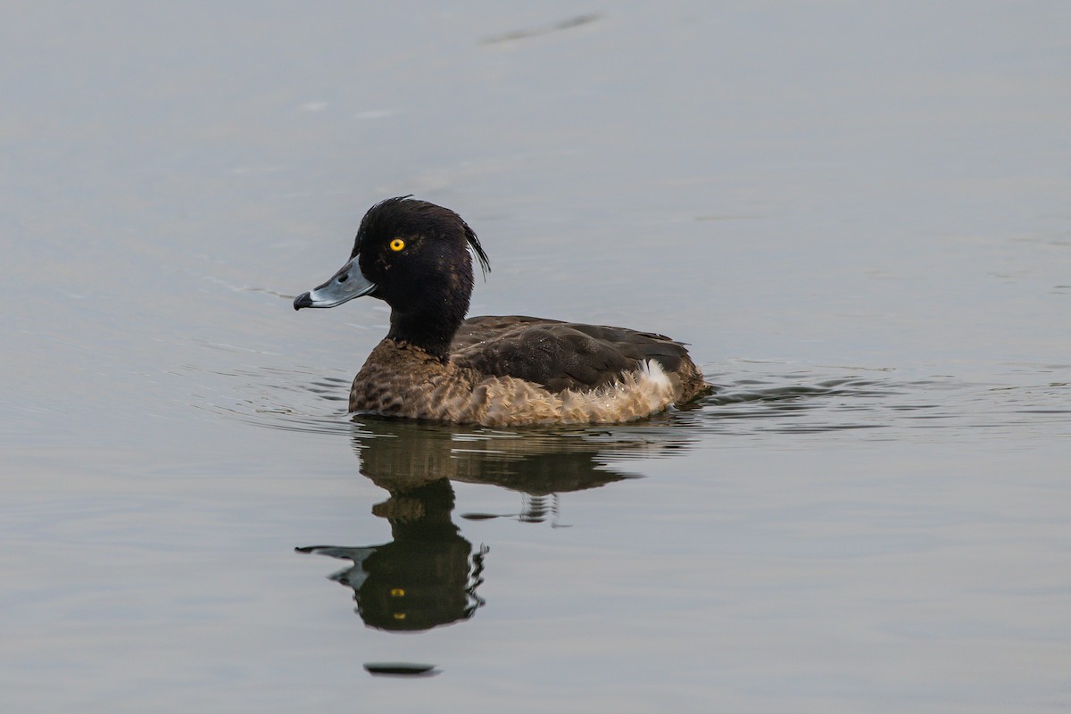 Tufted Duck - ML221207421