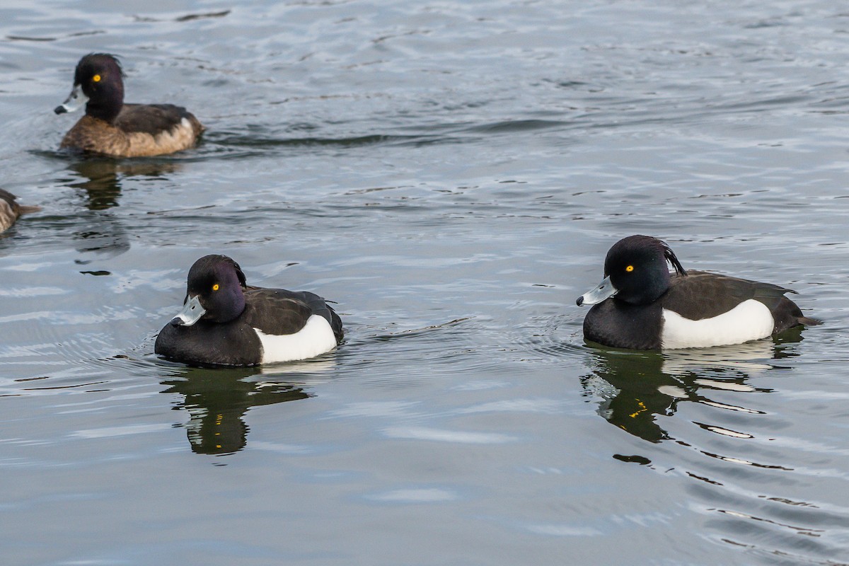 Tufted Duck - ML221207441
