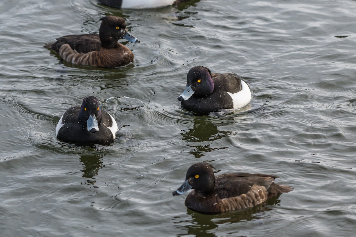 Tufted Duck - ML221207711