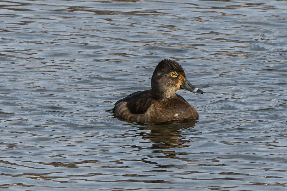 Ring-necked Duck - ML221208121