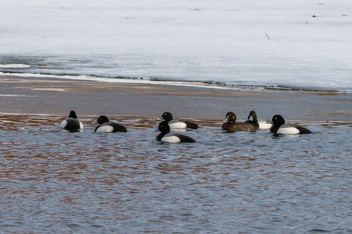 Greater Scaup - ML221208251