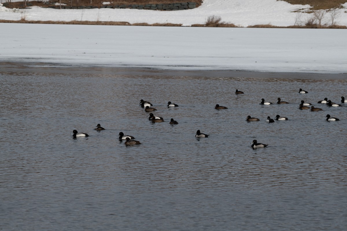 Greater Scaup - ML221208291