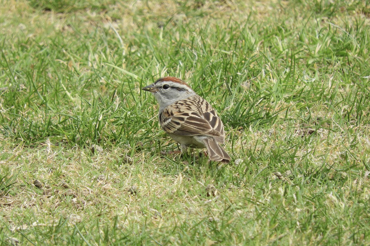 Chipping Sparrow - Loren Wright