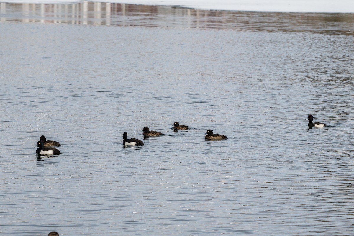 Tufted Duck - ML221208461