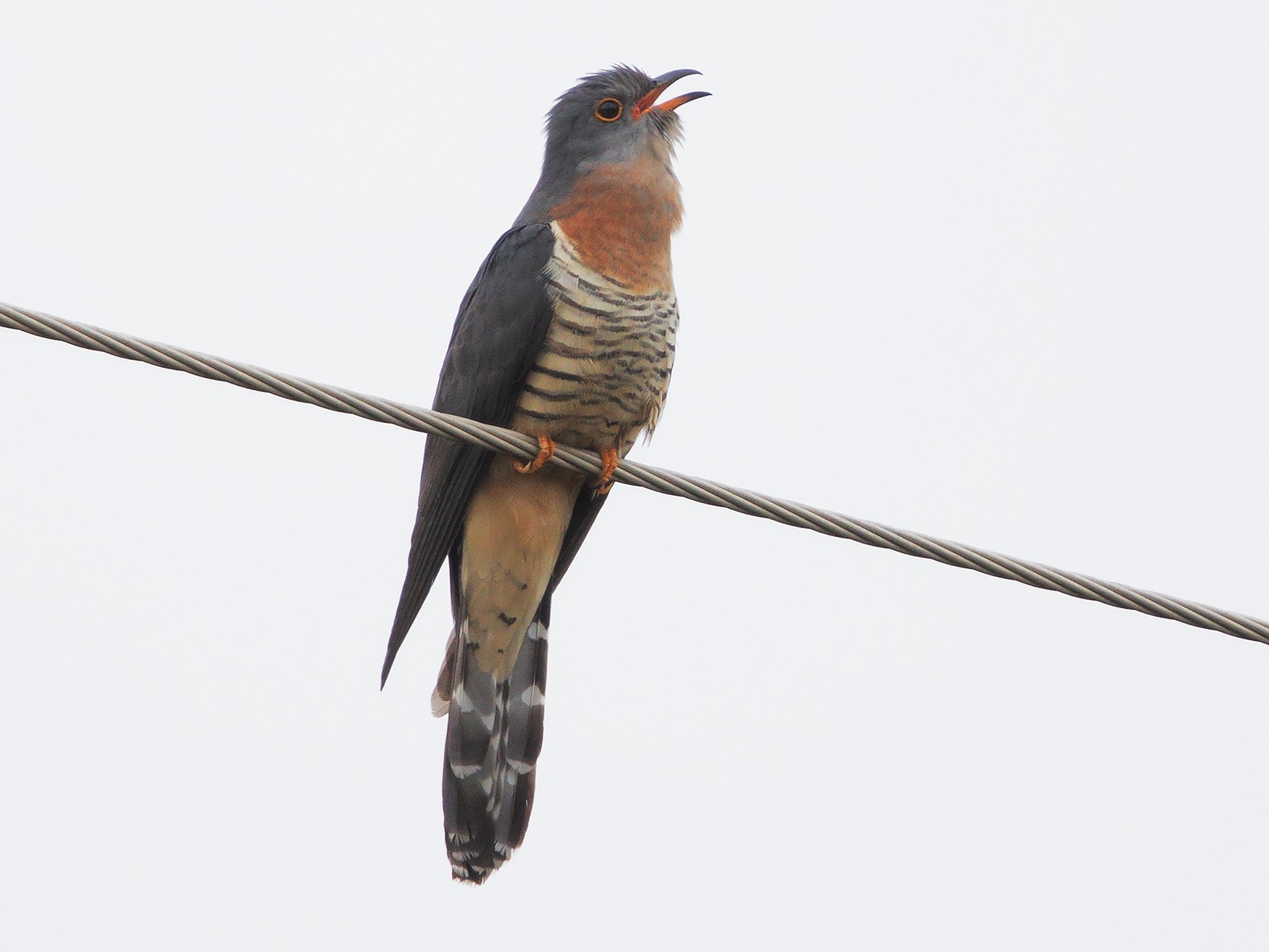 Red-chested Cuckoo - Marco Valentini