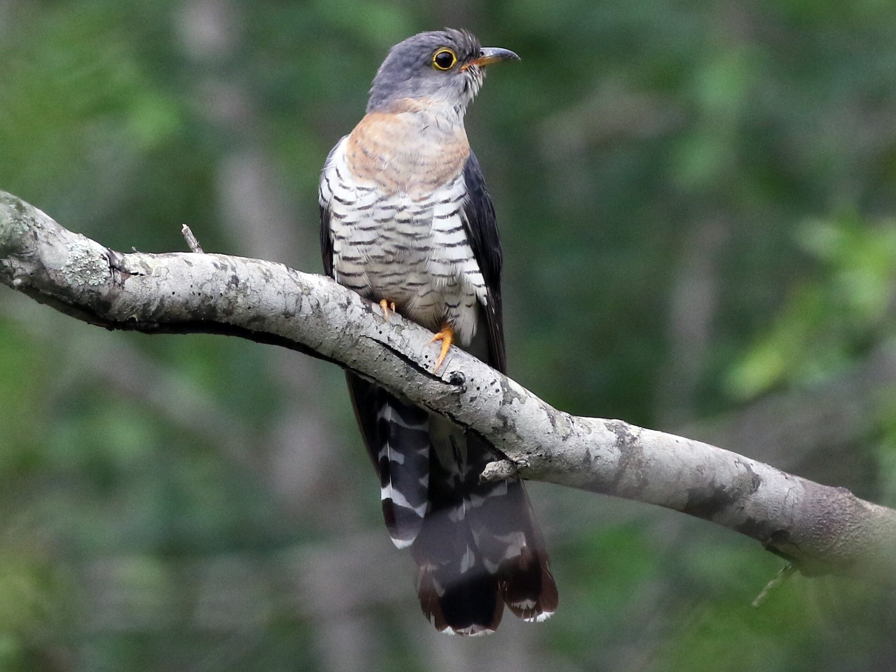 Red-chested Cuckoo - Dean LaTray