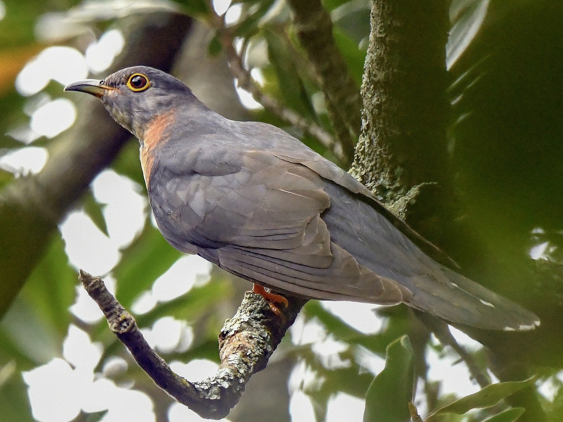 Red-chested Cuckoo - Jesse Anderson