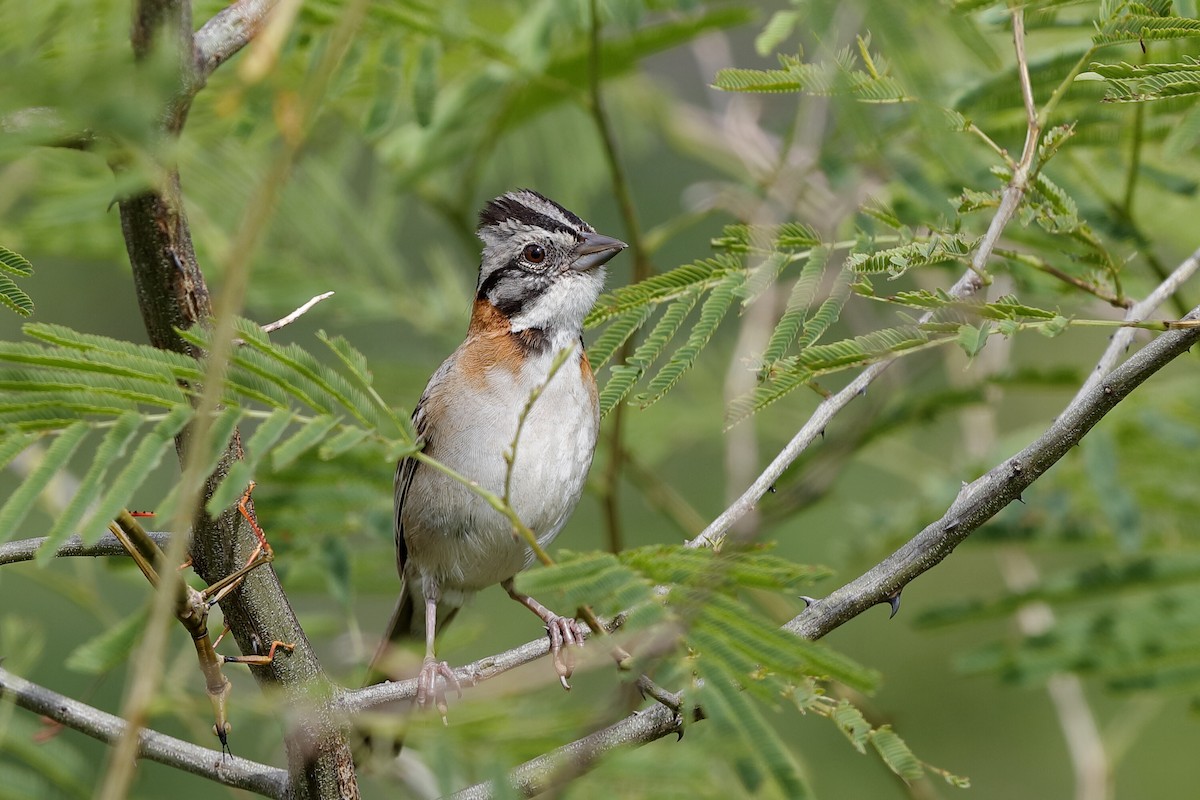 Rufous-collared Sparrow - ML221209511