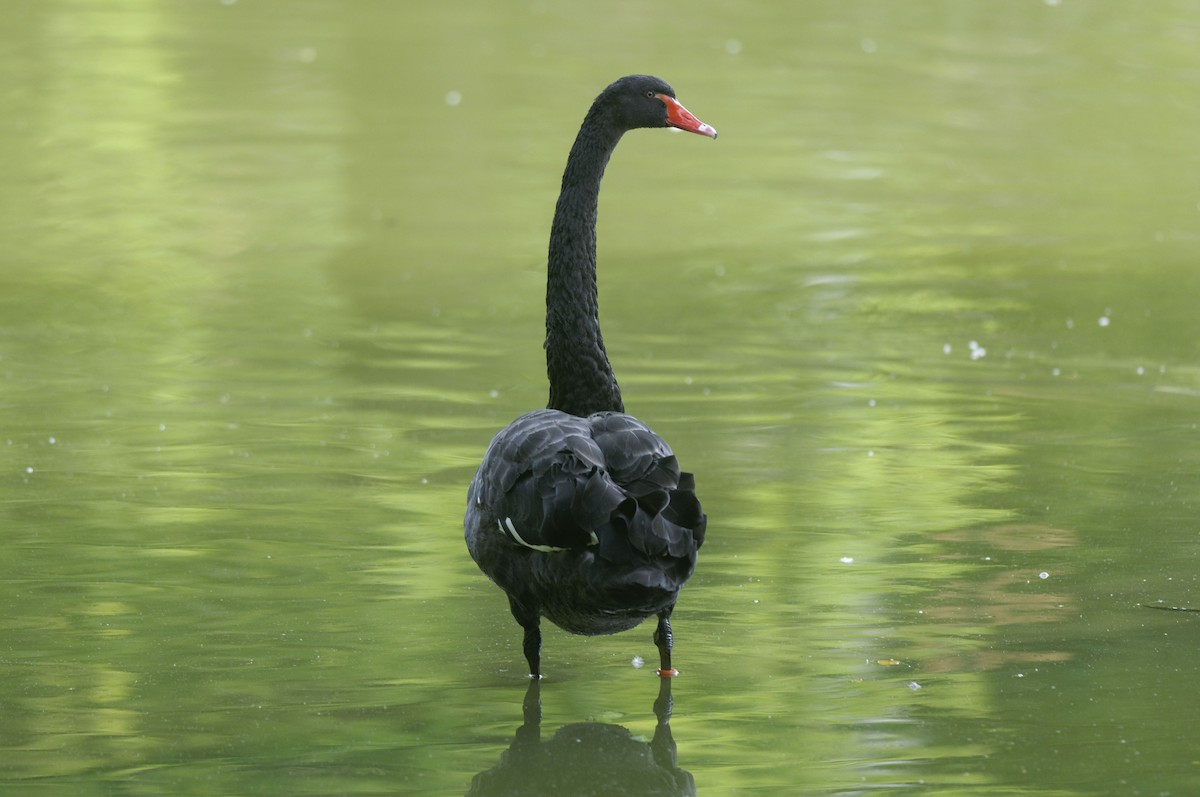 Black Swan - Etienne Artigau🦩