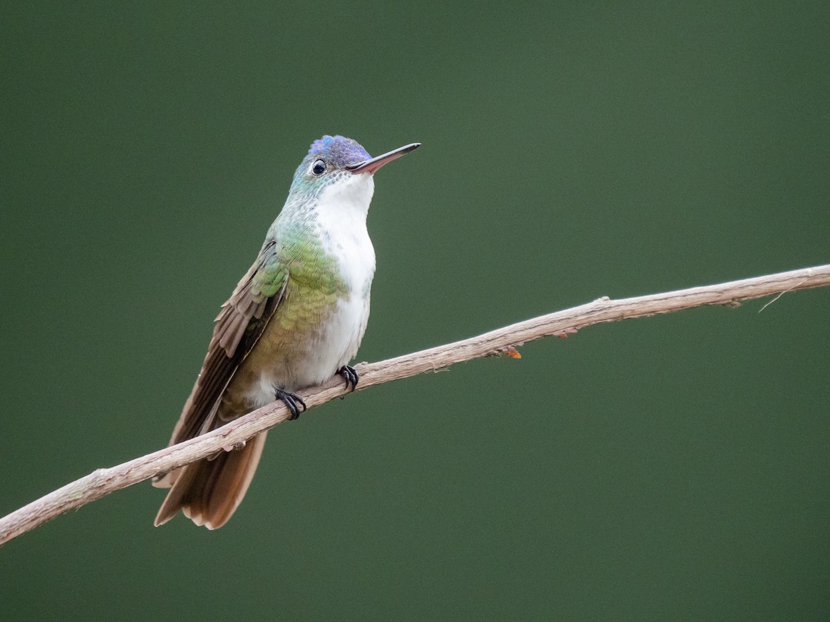 Azure-crowned Hummingbird - Chris Fischer
