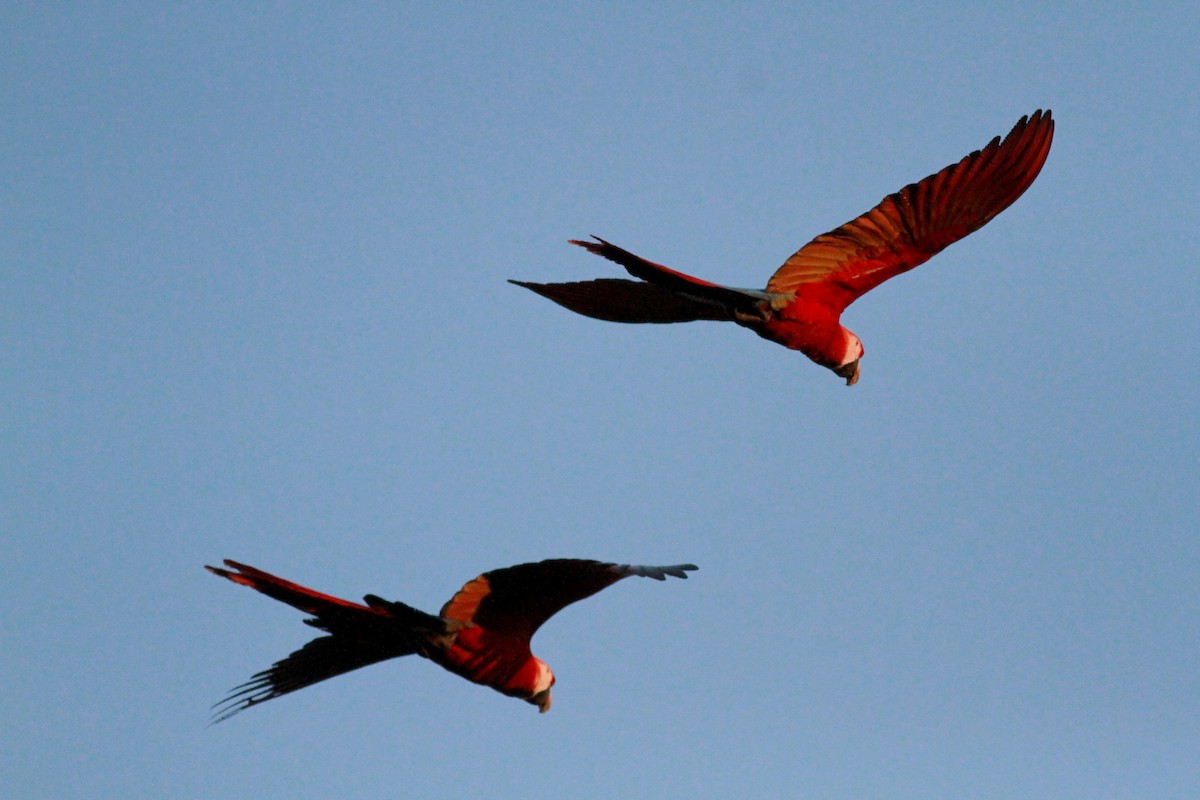 Scarlet Macaw - Jay McGowan