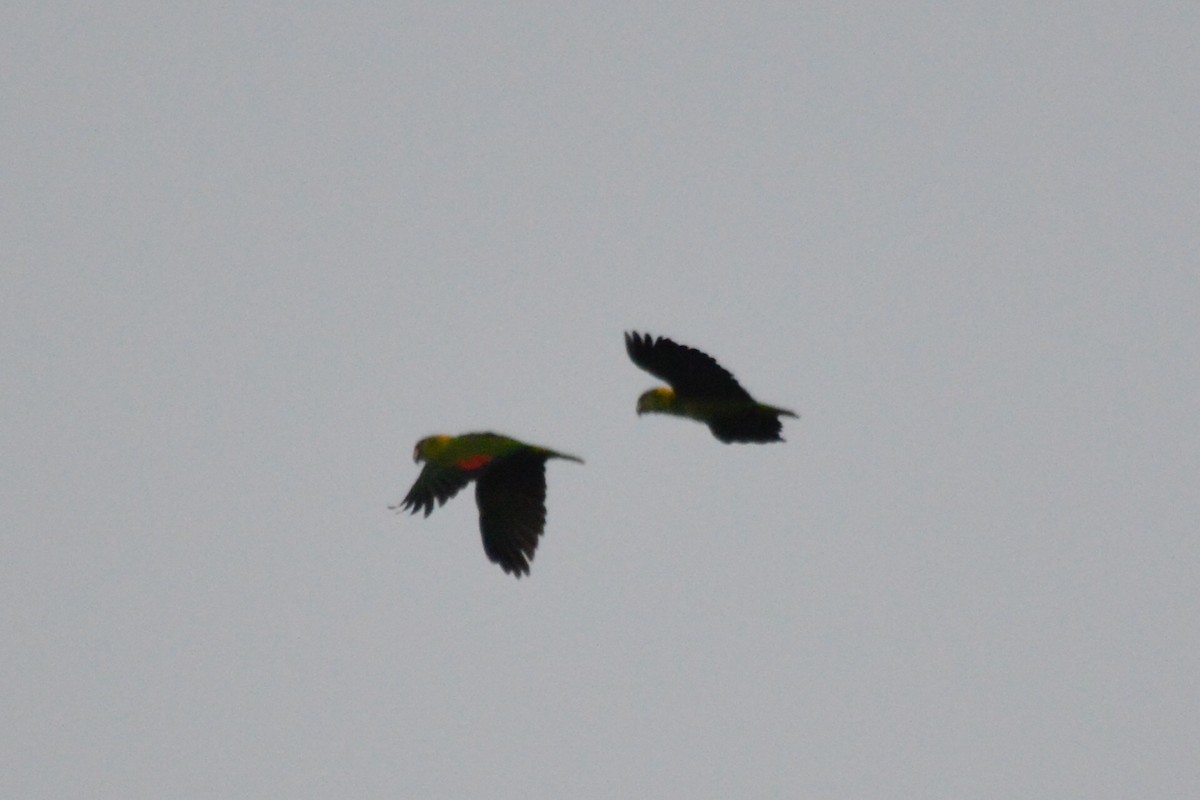 Yellow-naped Parrot - Carlos Mancera (Tuxtla Birding Club)