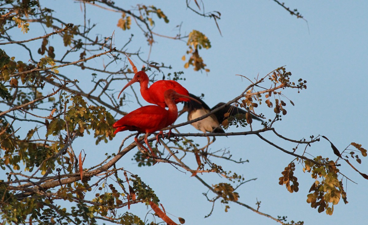 ibis rudý - ML22121821