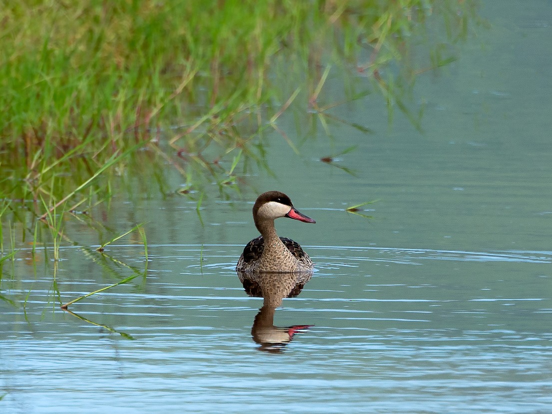 Red-billed Duck - George Pagos