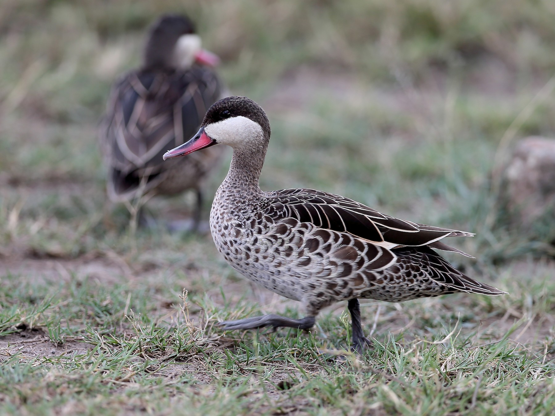 Red-billed Duck - Holger Teichmann