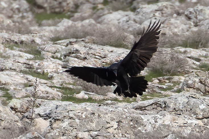 Common Raven - ML221219111