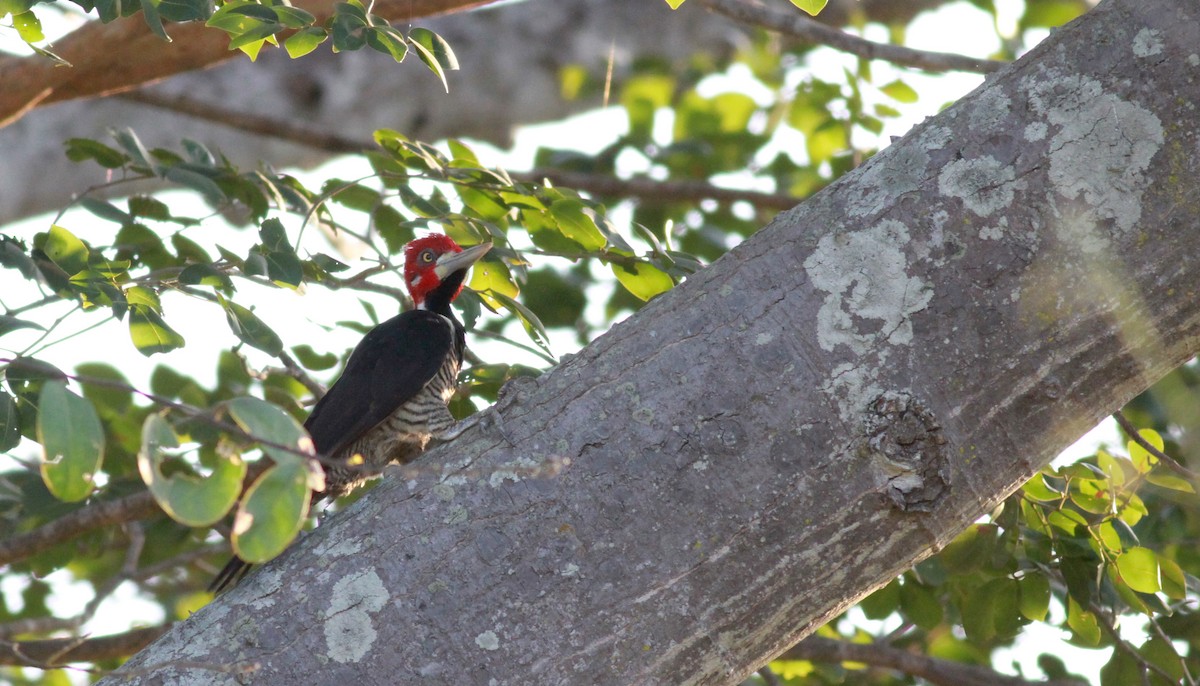 Crimson-crested Woodpecker - ML22121921
