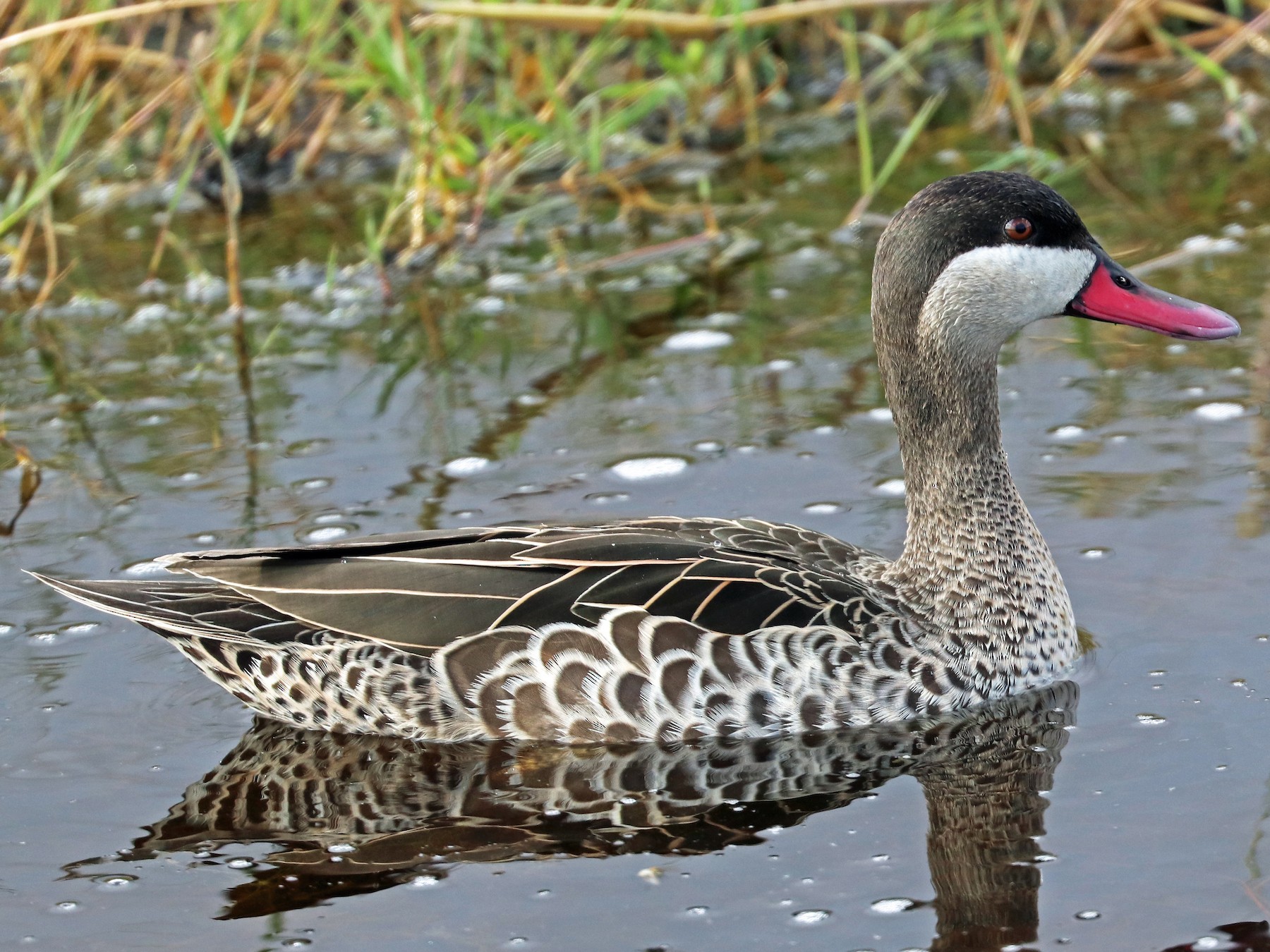 Red-billed Duck - Greg  Griffith