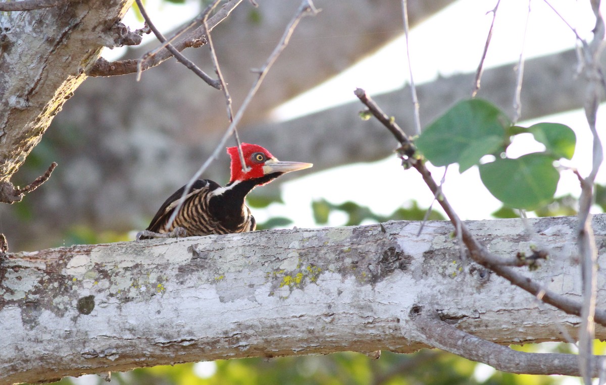 Crimson-crested Woodpecker - ML22121931