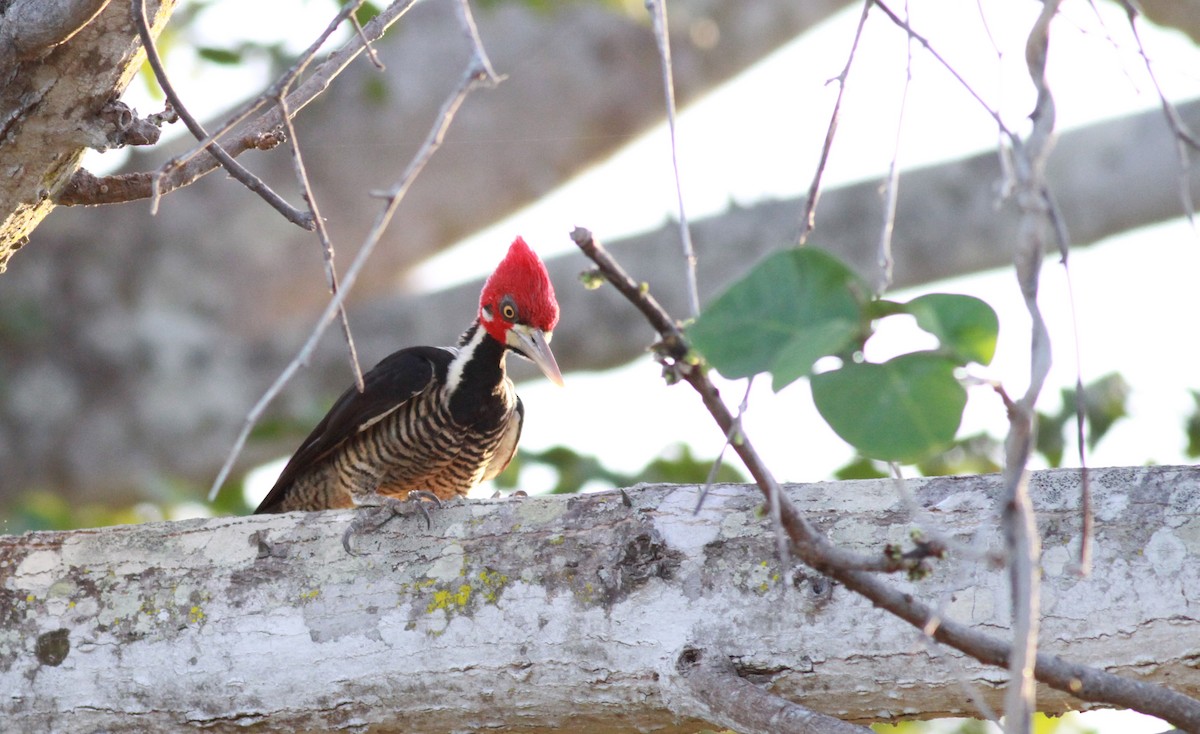 Crimson-crested Woodpecker - Jay McGowan