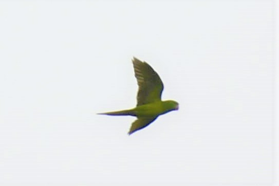 Green Parakeet - Jim Collins